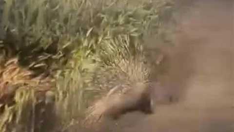 Diyarbakır'da Oklu Kirpi Görüntülendi