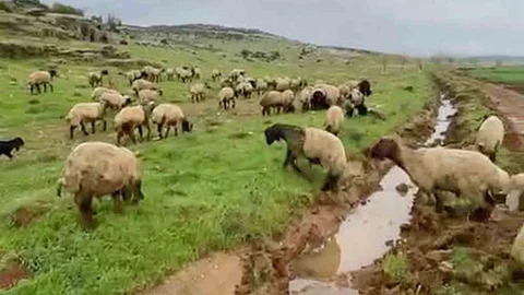 Araban'da Kurbanlık Hayvanlar Hazır