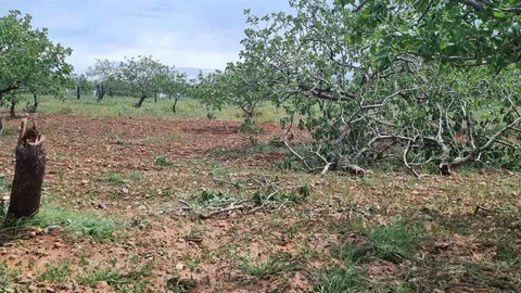 Gaziantep'te Süper Hücre Fırtınası Zarar Verdi