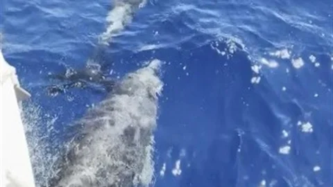 Marmaris'te Yunuslarla Eğlenceli Anlar