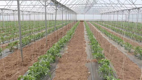 Erzincan'da Modern Seracılık Faaliyetleri