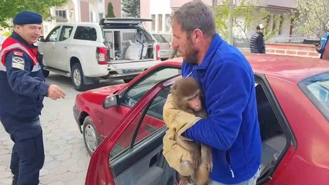 Yozgat'ta Yakalanan Hint Şebeği Maymunu