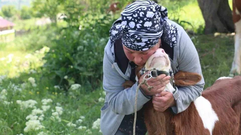 Erzincan'da Yabancı Gelin Hayvancılığa Destek Veriyor