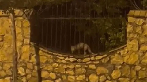 Elazığ'da Tilkinin Tavuk Avı
