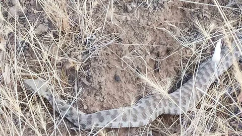 Elazığ'da Engerek Yılanı Görüntülendi