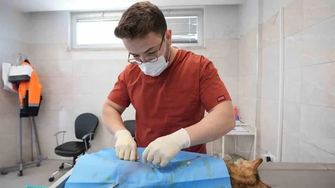 Denizli'de Sokak Hayvanları İçin Rekor Artış