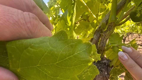 Yağışlı Hava Hastalık Riskini Artırdı