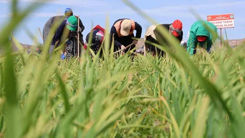 Aksaray’da Yağmur Tarıma Can Verdi