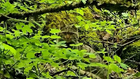 Bolu'da Yaban Kedisi Görüntülendi