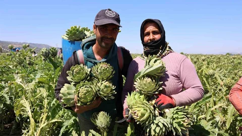 Aydın'da Enginar Hasadı Devam Ediyor