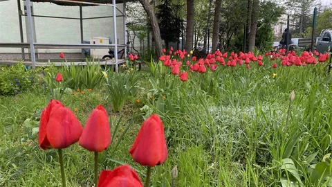Eskişehir'de Bahar Güzelliği