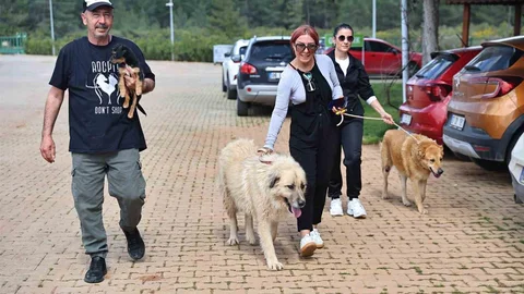 Antalya'da Sokak Hayvanları Sahipleniyor