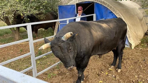 Aydın'da Boğa Saldırısı Sonucu Ölüm