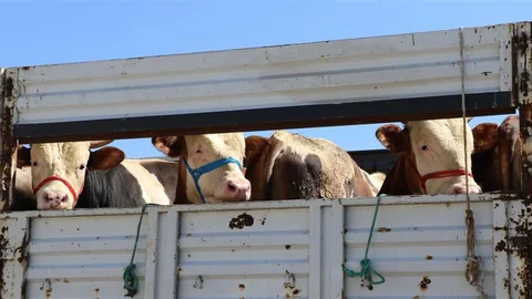 Bayburt'ta Kurbanlık Hayvan Sevklerine Dikkat