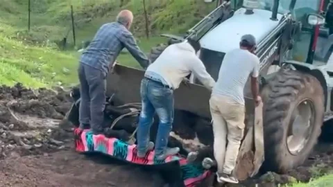 Siirt'te Kaybolan Büyükbaş Hayvan Bulundu