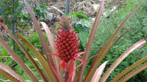 Alanya'da Ananas Meyveleri Görüldü