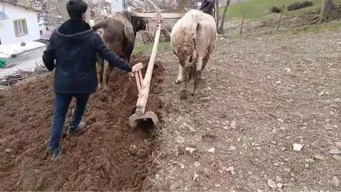 Bahçesaray'da Geleneksel Tarım Yöntemleri Devam Ediyor