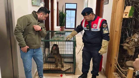 Yozgat'ta Yakalanan Maymun Koruma Altında