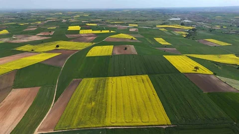 Edirne'de Sarı Kanola Tarlaları