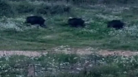 Bursa'da Domuz Sürüsü Görüntülendi