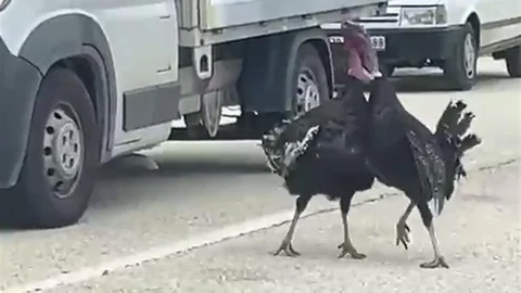 Karabük'te Hindi Kavgası Trafiği Durdurdu
