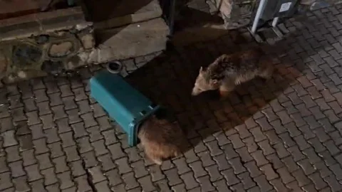 Tunceli'de Ayı ve Yavruları Görüntülendi