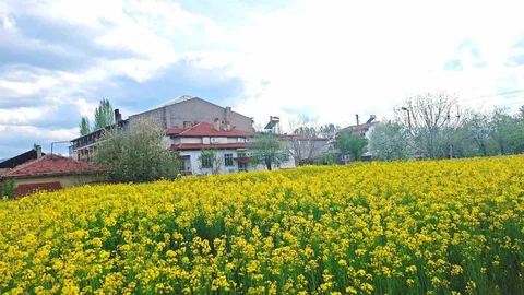 Hisarcık'ta Sarı Kanola Tarlaları Görsel Şölen Sunuyor