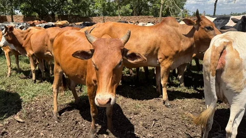 Kurban Bağışı Organizasyonları Nasıl Çalışıyor? Kurban Bayramı Öncesi Uzmanlar Açıkladı