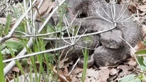 Havaların Isınmasıyla Yılanlar Ortaya Çıktı