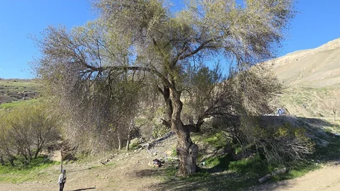 Ilıca’da 250 Yıllık Karaağaç Bulundu