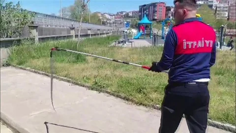 Zonguldak'ta Dernek Binasına Giren Yılan Yakalandı