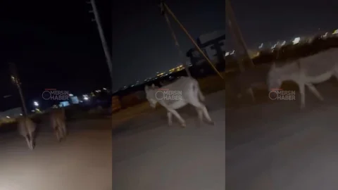 Yenişehir’de Gece Mesaisi: Gökçebelen Sokaklarında İki Başıboş Eşek!