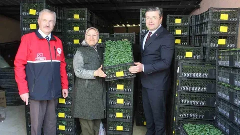 İnebolu'da Sebze Fidesi Dağıtımı Yapıldı