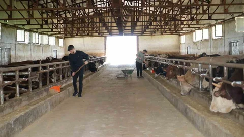 Muş'tan Batı İllere Kurbanlık Hayvan Sevkı