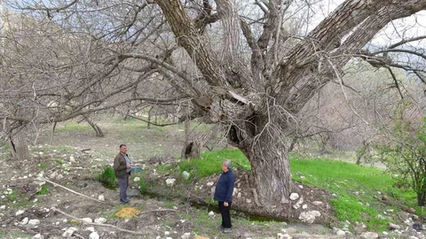 Malatya'da 270 Yıllık Ceviz Ağacı