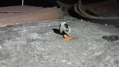 Bayburt'ta Ayı ve Köpekler Karşılaşması