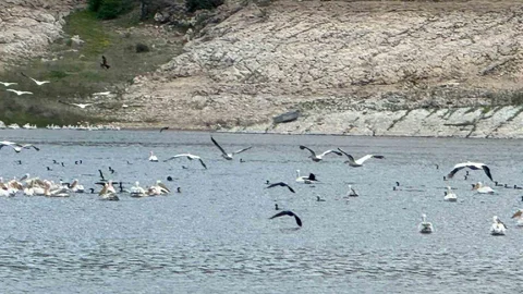 Eskişehir Porsuk Barajı'nda Leylek ve Ördekler