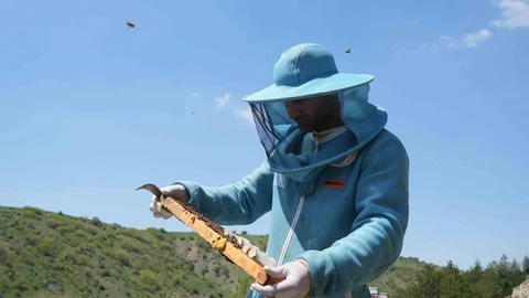 Ankara'da Kraliçe Ana Arı Yetiştiriliyor