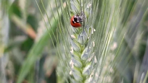 Salihli'de Çiftçilere Uyarı Yapıldı