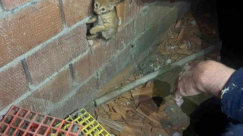 Balıkesir'de Yavru Kedi Kurtarıldı