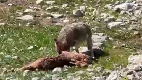 Tunceli Munzur Dağları'nda Yaban Hayatı Görüntüleri
