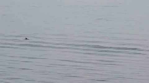 Tekirdağ'da Yunusların Görsel Şöleni
