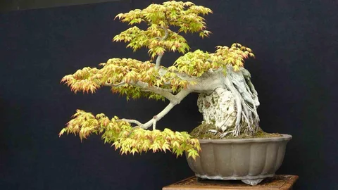 Kocaeli'de Bonsai Sanatı Sergisi