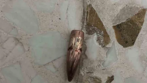 Nusaybin'de Yorgun Mermiler Tespit Edildi