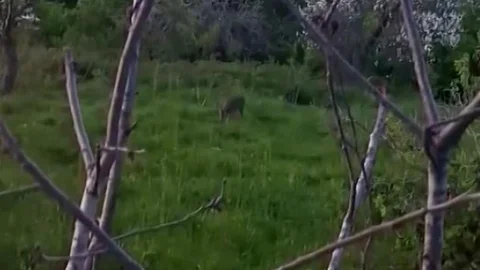 Sinop'ta Yavru Karaca Görüntülendi