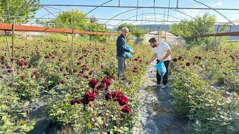 Karagül Hasadı Şanlıurfa'da Başladı