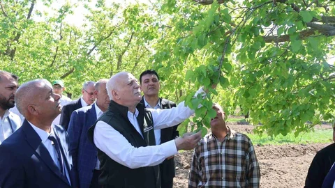 Iğdır'da Kayısı Bahçeleri Don Zararına Uğradı