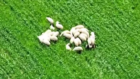 Amasya'da Kaybolan Koyunlar Bulundu