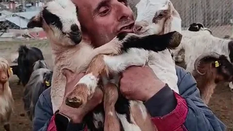 Fenomen Çobanın Oğlak Sevgisi Erzurum'da Ilgı Çekti