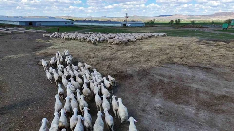 Sivas'ta Kuzular Annelerini Buldu